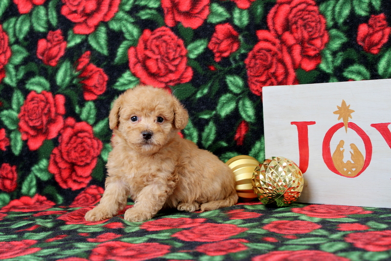 puppy, for, sale, Morkie-Poo, Matthew B. Stoltzfus, dog, breeder, Gap, PA, dog-breeder, puppy-for-sale, forsale, nearby, find, puppyfind, locator, puppylocator, aca